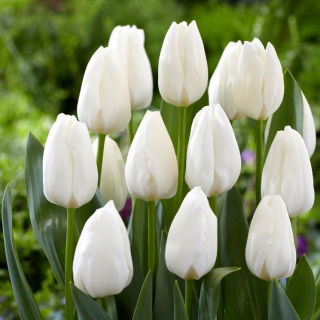 Tulipan Ice Cap - 50 szt.