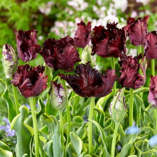 Tulipan Frozen Night - 5 szt.