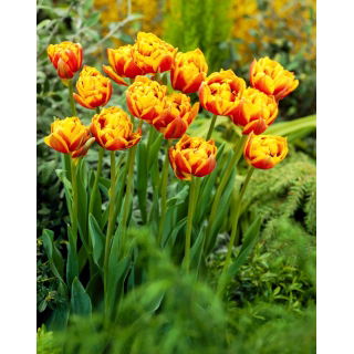 Tulipan Bonanza - 50 szt.