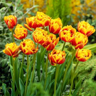 Tulipan Bonanza - 50 szt.