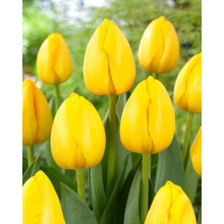 Tulipan Novi Sun - 50 szt.