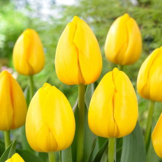 Tulipan Novi Sun - 50 szt.