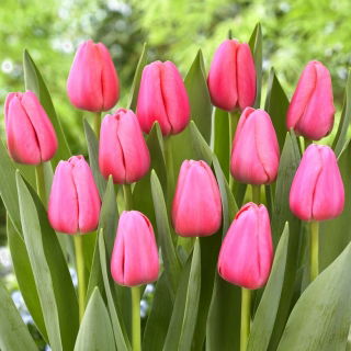 Tulipan Big Love - 5 szt.
