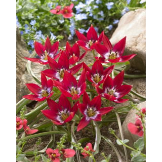 Tulipan Tiny Timo - 50 szt.