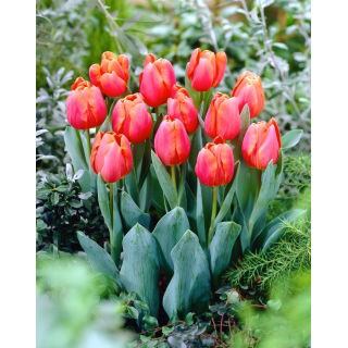 Tulipan Jimmy - 50 szt.