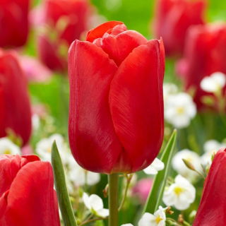 Tulipan Red Jimmy - 5 szt.