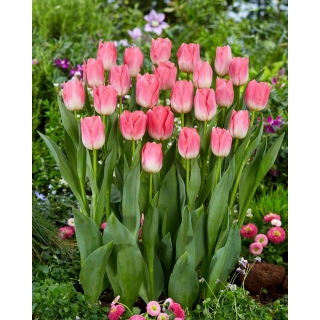 Tulipan Dynasty - 5 szt.