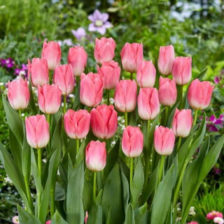 Tulipan Dynasty - 5 szt.