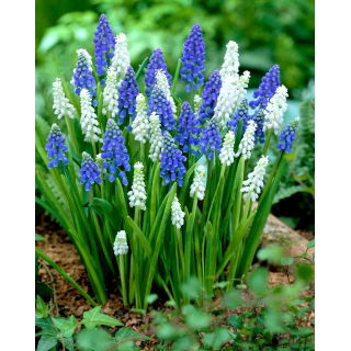 Szafirek - Muscari - kompozycja biało-niebieska - 60 szt.