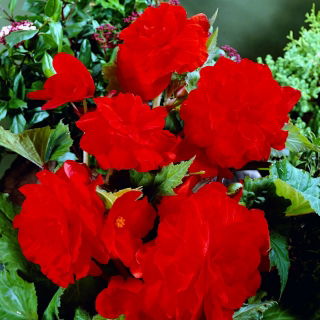 Begonia pełna - czerwona - 2 szt.