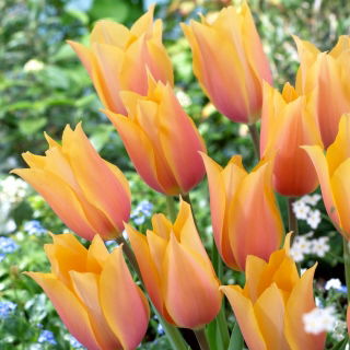 Tulipan Blushing Lady - 50 szt.