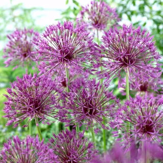 Czosnek ozdobny Purple Rain - 30 szt.