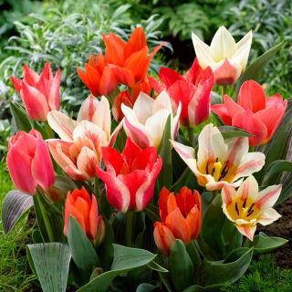 Tulipan niski mix - Greigii mix - 5 szt.