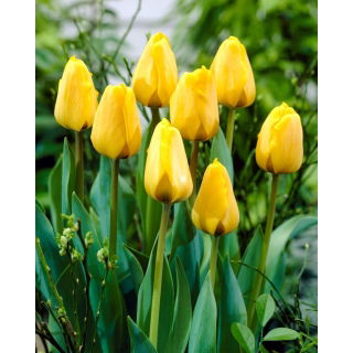 Tulipan Golden Apeldoorn - opak. 5 szt.