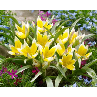 Tulipan Tarda - opak. 5 szt.