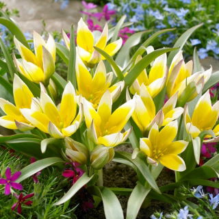 Tulipan Tarda - opak. 5 szt.