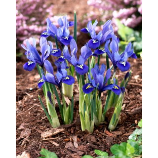 Irys żyłkowany - Iris reticulata - opak. 10 szt.