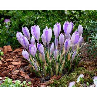 Krokus Vanguard - duża paczka! - 100 szt.