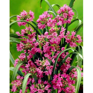 Czosnek kazachstański - Allium oreophilum - GIGA paczka! - 1000 szt.