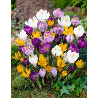 Krokus wielkokwiatowy mix - opak. 10 szt.