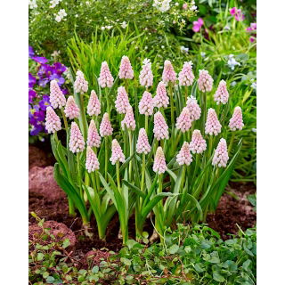 Szafirek różowy - Muscari Pink Sunrise - 1 szt.