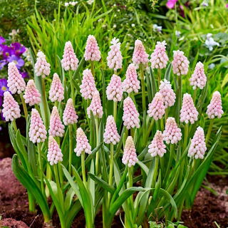 Szafirek różowy - Muscari Pink Sunrise - 1 szt.