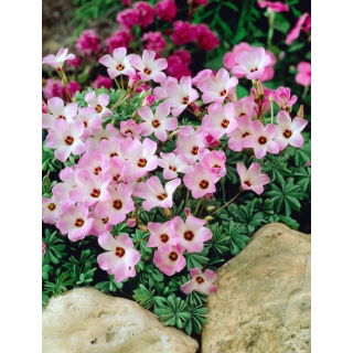 Szczawik chilijski - Oxalis Adenophylla - 5 szt.