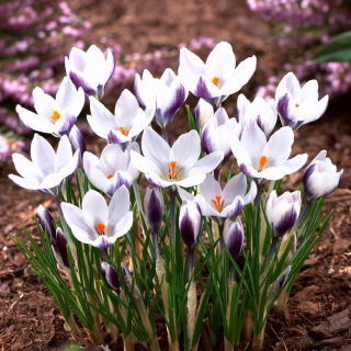 Krokus Lady Killer - 10 szt.