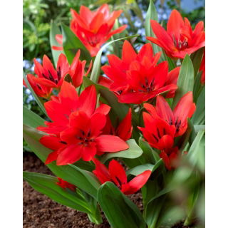 Tulipan botaniczny - Tubergen's Variety - duża paczka! - 50 szt.