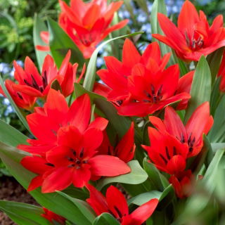 Tulipan botaniczny - Tubergen's Variety - 5 szt.