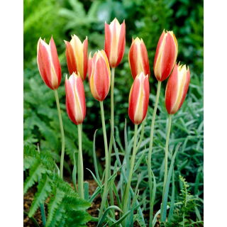 Tulipan botaniczny - Cynthia - 5 szt.