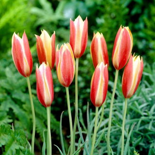 Tulipan botaniczny - Cynthia - 5 szt.