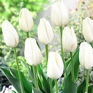 Tulipan biały - duża paczka! - 50 szt.