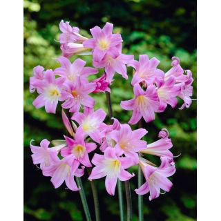 Amaryllis prawdziwy - Belladonna - duża paczka! - 10 szt.