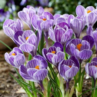 Krokus King of the Striped - GIGA paczka! - 500 szt.