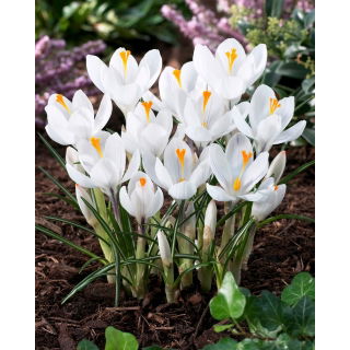 Krokus Jeanne d'Arc - duża paczka! - 200 szt.
