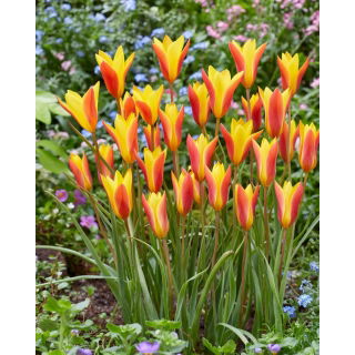 Tulipan Chrysantha - opak. 5 szt.