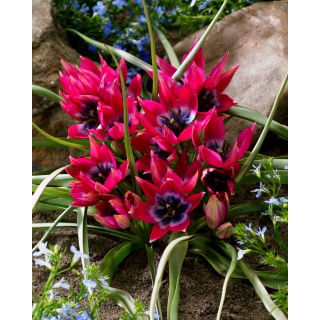 Tulipan Little Beauty - opak. 5 szt.