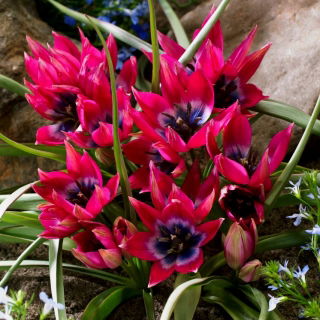 Tulipan Little Beauty - opak. 5 szt.