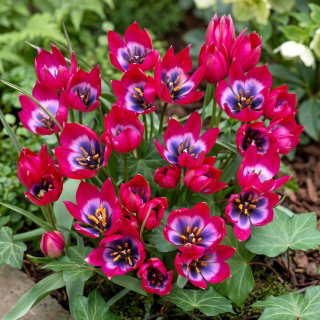 Tulipan Little Beauty - GIGA paczka! - 250 szt.