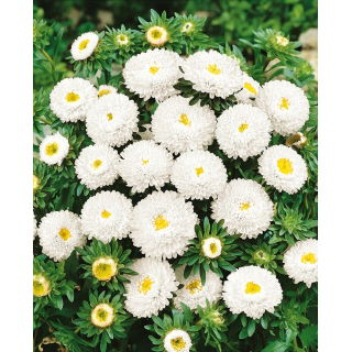 Aster pomponowy - biały