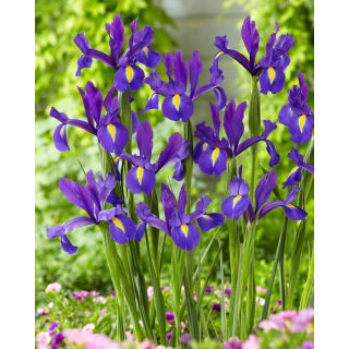 Irys holenderski - Discovery Purple - duża paczka! - 100 szt.