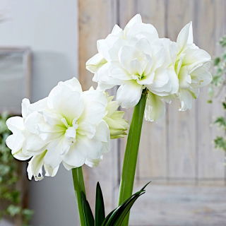 Hipeastrum - Amarylis - Alfresco