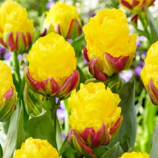 Tulipan Ice Cream Banana - lodowy - 5 szt.