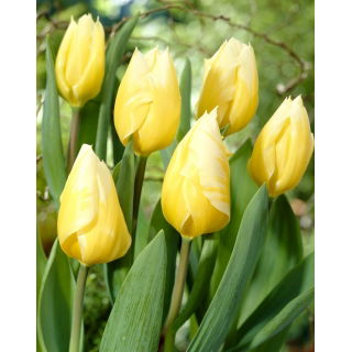 Tulipan Sweetheart - 5 szt.