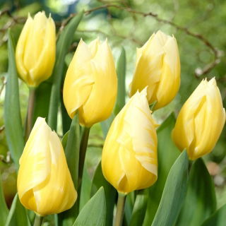 Tulipan Sweetheart - 5 szt.
