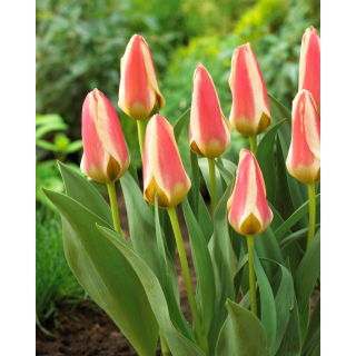 Tulipan Tarafa - duża paczka! - 50 szt.