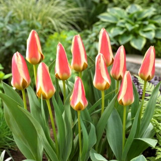 Tulipan Tarafa - duża paczka! - 50 szt.