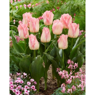 Tulipan Pink Dream - duża paczka! - 50 szt.