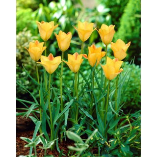 Tulipan Batalinii Bronze Charm - 5 szt.